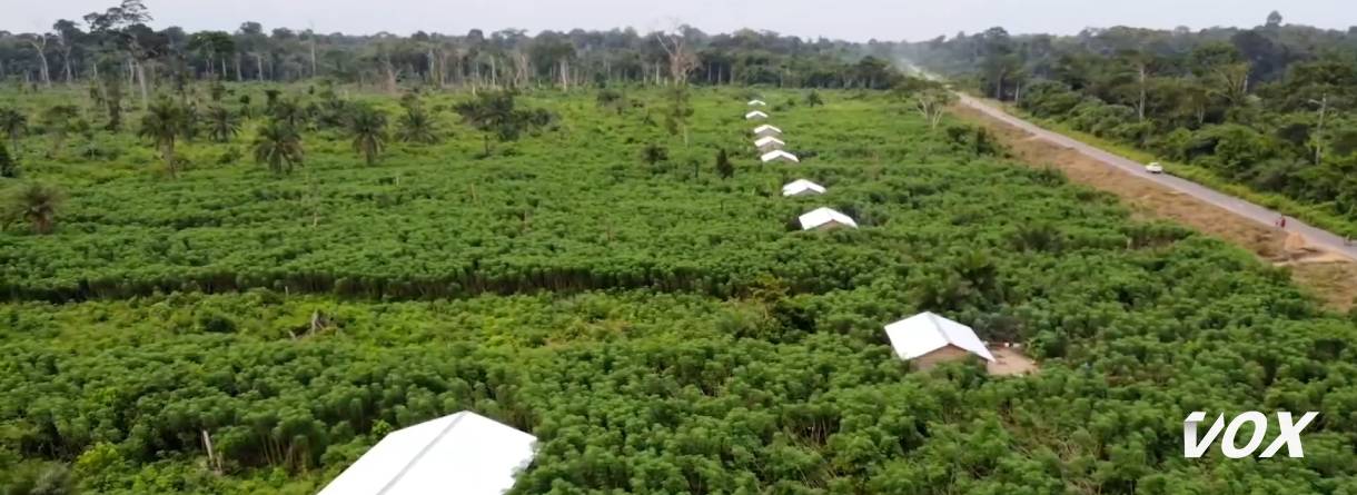 Les zones agricoles protégées de la Likouala en phase de production du manioc