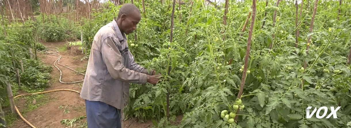 L’abondance des légumes en saison sèche ruine les maraîchers