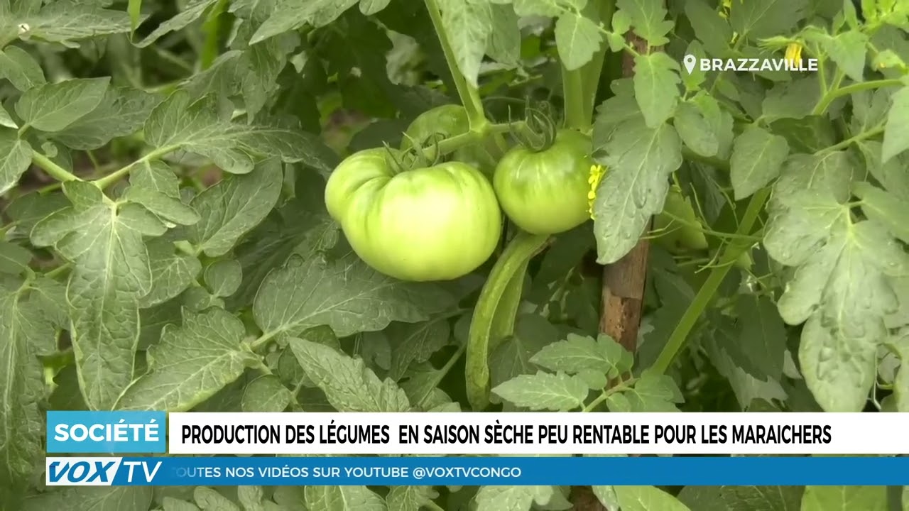 Production des légumes  en saison sèche peu rentable pour les maraichers